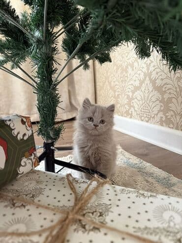 Мышыктар сатылат: Продаются шотландские котята, окрас лиловый, малышам почти два месяца — 5