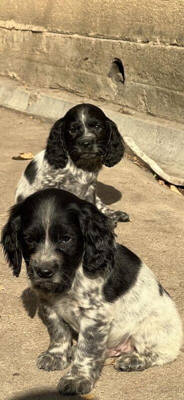 акустические системы marantz колонка в виде собак: Спаниель, 2 месяца, Самец — 5