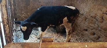 кормовая соль для животных: Продаю | Бык (самец) — 3