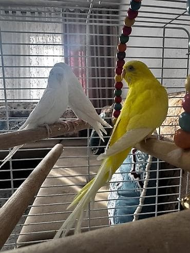 кошки маленкие: Волнистые попугаи с полной клеткой и аксессуарами - Вид: волнистые — 2