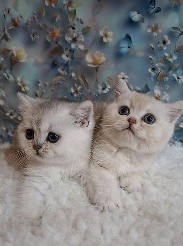 Скотиш Страйт (Шотландская прямоухая), 2 месяца, Девочка, Серебристая шиншилла, Приучена к лотку, Проглистована