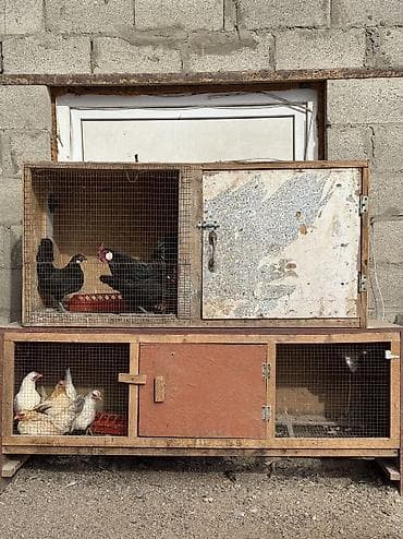 клетка птиц: Продам 2 клетки для птиц — 1