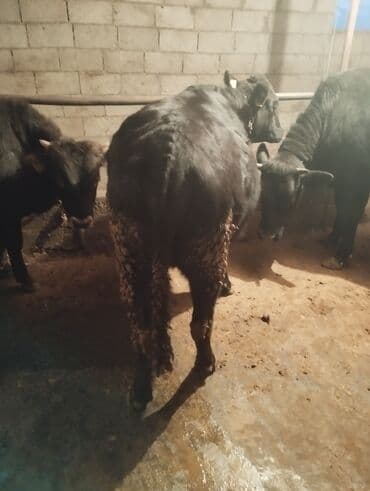 продажа домашних животных: Продаю | Бык (самец) | На откорм — 2