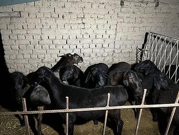 Асалому алейкум жамат козу кочкорлор саатылат 2 тиш бары 3 шырбас бар