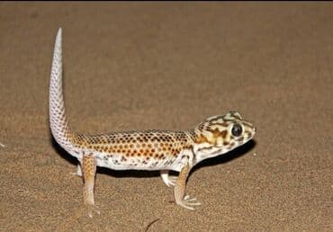 очень нужны: Новинка! Гекконы сцинковые очень милые и интересные питомцы, за — 3