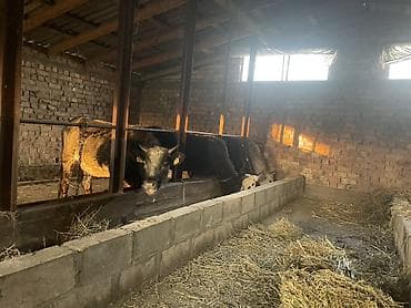 уй сотилади ош: Продаю | Тёлка | На забой | Привязанные — 3