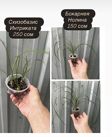цветущий кактус: Эхинопсис хамецереус (Echinopsis chamaecereus), который в народе часто — 4