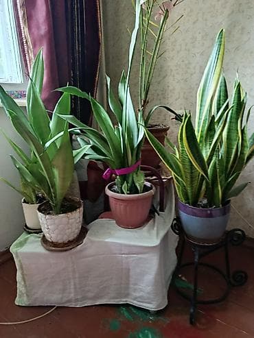 драценна: Комнатные растения в горшках — сансевьерия (щучий хвост) и другие — 1