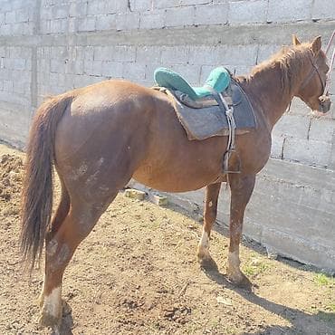 щенки курцхаара: Продаю | Жеребец | Рабочий — 6