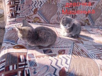 купить собаку корса: Милые котята - девочки и мальчики - в заботливые руки! Живут в — 4