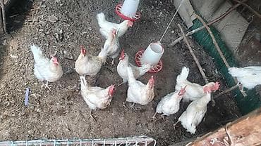 бесплатный кошки: Продаю | Куры | Домашняя | Несушки — 1