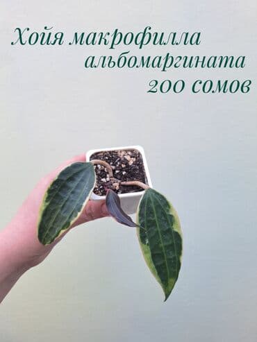 газон готовый: ● Комнатные растения (укоренённые черенки, молодые растения, взрослые — 24