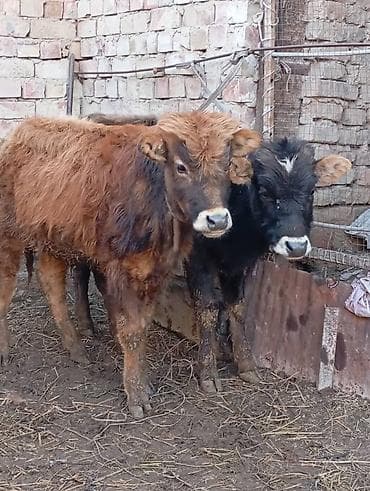 ящик бишкек: Сатам | Бука (эркек), Музоо | Алатоолук | Бордоп семиртүү үчүн, Көбөйтүү үчүн — 4