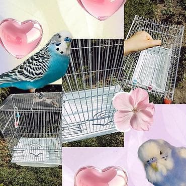неразлучник: Клетка для мелких птиц🦜 не большого размера 45 в высоте и 30 длина — 3