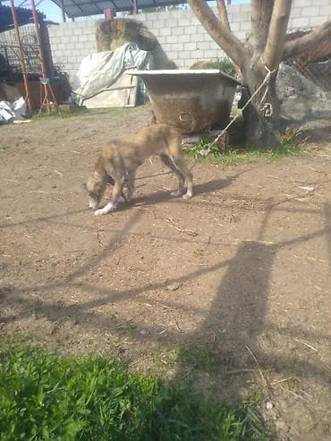 гуси мамуты купить: Щенок борзой (помёт деревенского типа) - Порода: борзая (длинноногий — 1