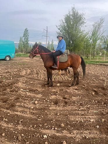 Продаю | Жеребец | Рабочий