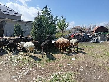 азият ит: Продаю | Овца (самка) | Для разведения | Матка — 5