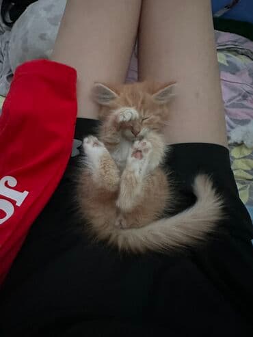 рэгдолл купить: Рыжий котёнок с пушистым хвостом и белыми носочками. Классическая — 4