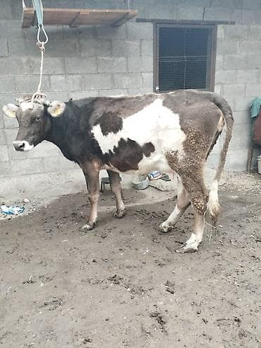Продаю | Корова (самка) | Для разведения | Привязанные