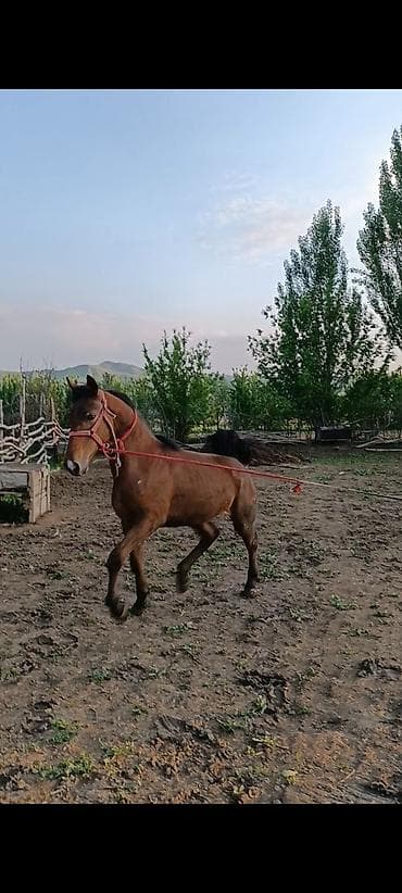 щегол птицы: Продаю | Конь (самец) | Конный спорт — 6