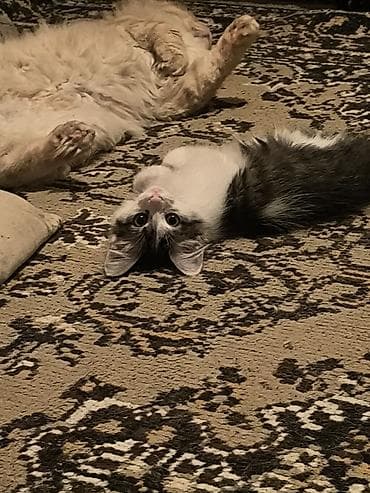 scottish fold: Кошка даром: Скотиш Фолд (Шотландская вислоухая), 2 года, Мальчик, Приучена к лотку — 4