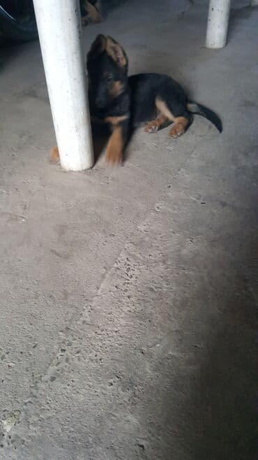 хмонг собака купить: Немис овчаркасы, 2 айлык, Эркек, Ит тегин тастыктоочу документ — 3