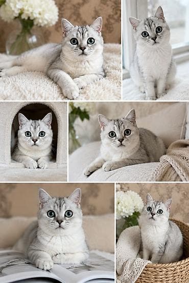 черепаховая кошка: Скотиш Фолд (Шотландская вислоухая), шиншилла серебристая котёнок — 1