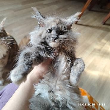 британский кошка цена: Кошка Мейн-кун, окраc «голубая черепаха». в любимцы - Крупный, мощный — 4