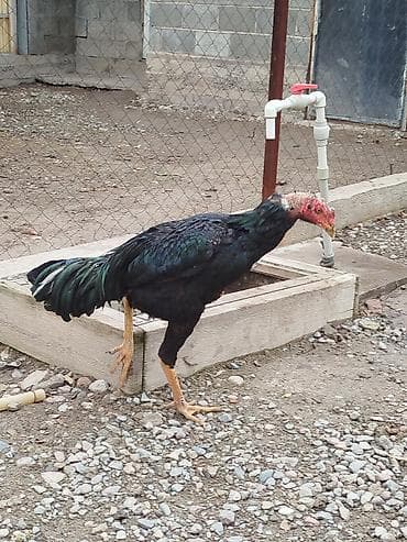 бенгальские кошки цена бишкек: Дакан жожо короздор сатылат активный алмашу жолдору бар адрес Бишкек — 7