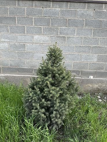свечка: Ель (вероятно, канадская/серая, Picea glauca), компактная — 6