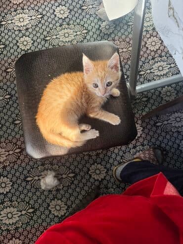 Аквариумы: 2 месяца, Девочка, Приучена к лотку, Проглистована — 2