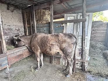 барда для коров: Продаю | Корова (самка) | Для разведения, Для молока — 7