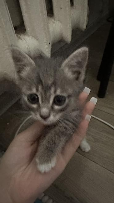 Животные: 1 месяц, Девочка, Приучена к лотку — 4