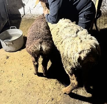 үкү топу: Сатам | Ургаачы кой (ургаачы) | Көбөйтүү үчүн | Ургаачы — 4