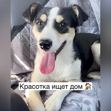 Иттер: Ит бекер берилет: Жөнөкөй ит, 1 жаш, Ургаачы, Эмделген — 1