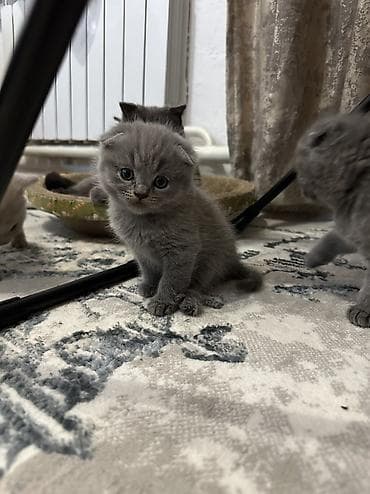 рыжие котята бесплатно: Старт продаж ! Котята шотландской породы в двух расцветках ! Родились — 4