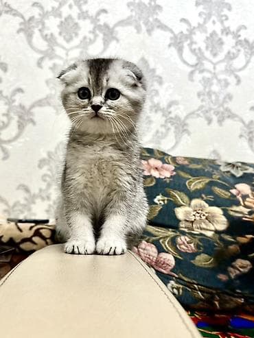 шотландская котенок: Шотландский вислоухий котёнок (Scottish Fold) - Окраc: серебристый — 4