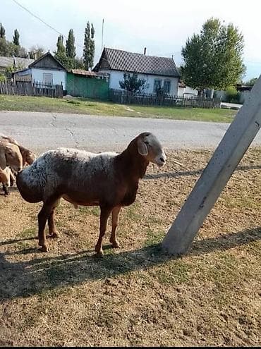 Продаю | Овца (самка) | Для разведения