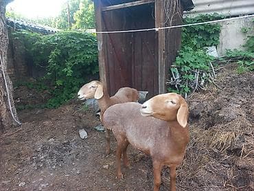 вислоухий кошка: Продаю | Ягненок | Арашан | Для разведения — 2