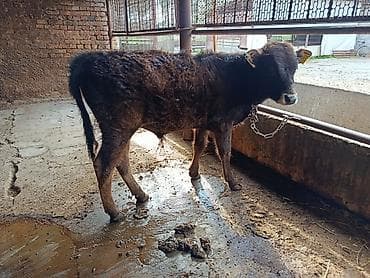 птицы бишкека: Продаю | Бык (самец) | На откорм | Привязанные — 2