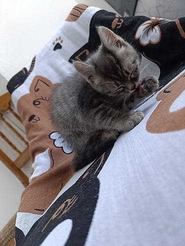 персидская кошка цена: Отдам котёнка в добрые и заботливые руки 🐾 Малыш ласковый, игривый — 1
