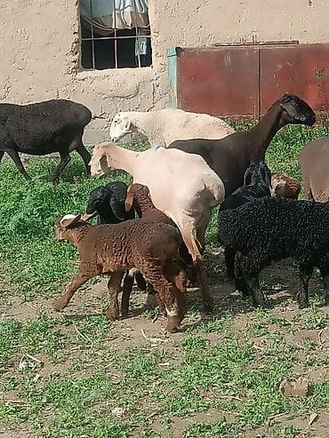 куплю козу на молоко: Продаю | Овца (самка) | Полукровка | Для разведения | Матка — 2