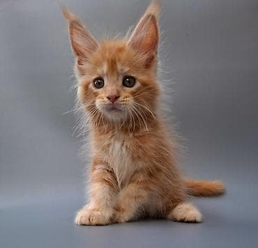 Үй жаныбарлары: Шикарные котята мейн-куны, окраса рыжий мрамор (red tabby). Большие — 6