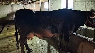 А/ч жаныбарларын сатам: Сатам | Уй (ургаачы) | Швиц | Сүт алуу үчүн | Бооз — 2