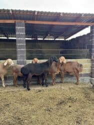 продажа козлов: Продаю | Овца (самка) | Арашан | Для разведения | Матка — 8