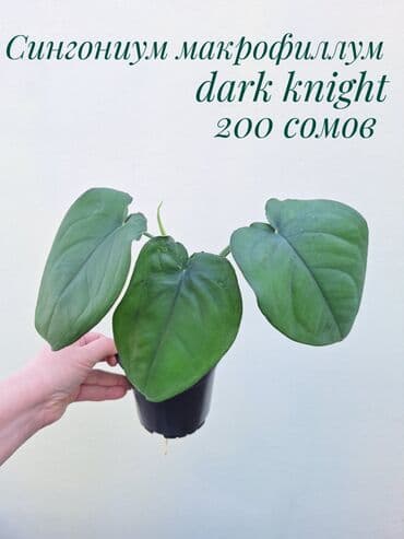 зеленое постельное белье: ● Комнатные растения (укоренённые черенки, молодые растения, взрослые — 33