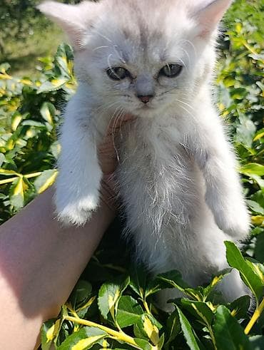 куда отдать кошку бишкек: 2 месяца, Мальчик, Серебристая шиншилла, Приучена к лотку — 2