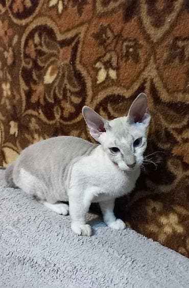 Мышыктар сатылат: 🐾🐈‍⬛ Голубоглазая девочка породы донской сфинкс, готова переехать в — 2