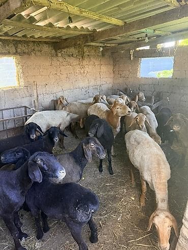 Продаю | Овца (самка) | Для разведения at lalafo.kg Продаю | Овца (самка) | Для разведения