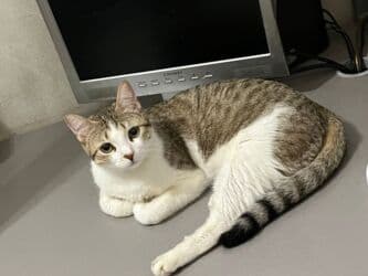 купить кошку в бишкеке: Коты и кошки возраст 5-6 месяцев . Стерилизованы привиты обработаны от — 1